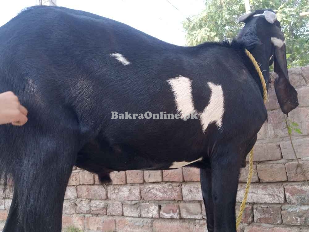 Black & White Desi Bakra for Sale