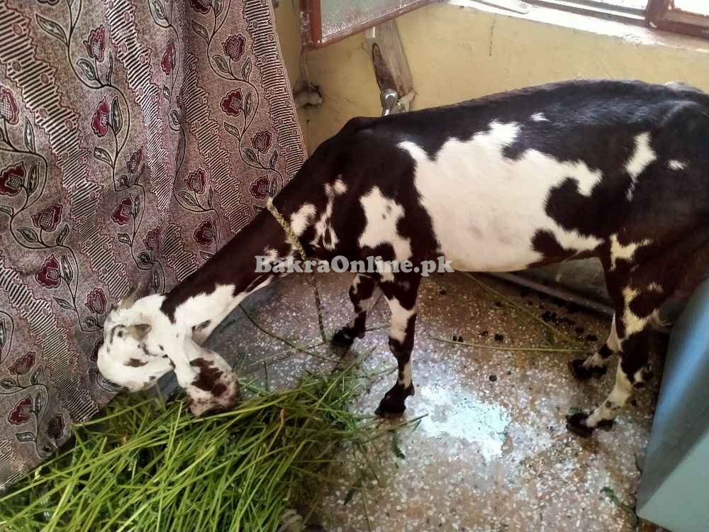 Bakri 1 year age best for qurbani