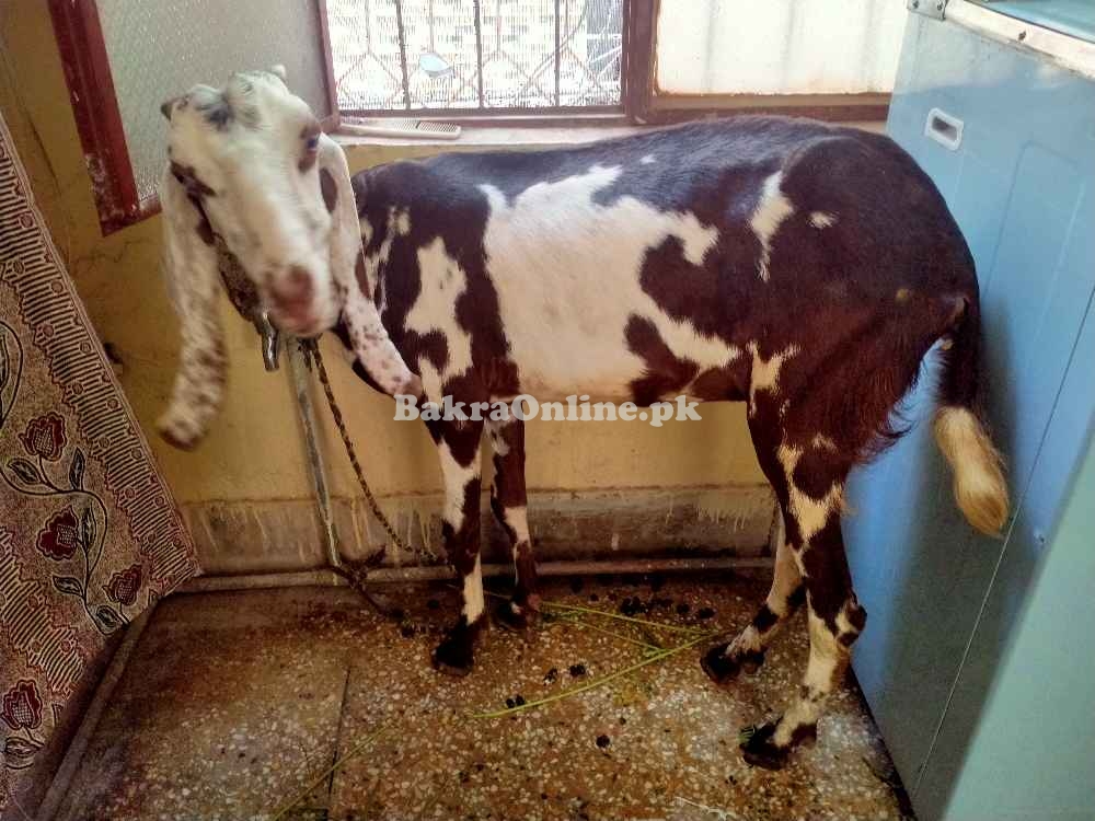 Bakri 1 year age best for qurbani