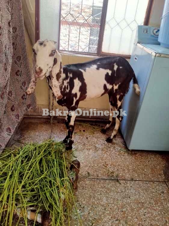 bakri 1 year age best for qurbani