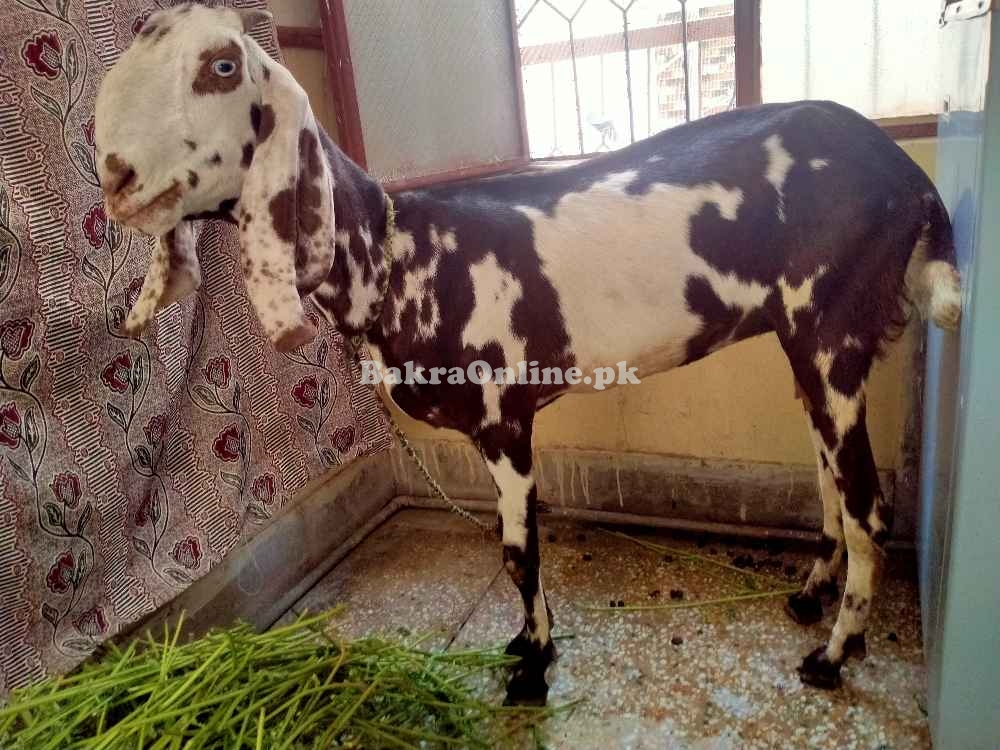 Bakri 1 year age best for qurbani