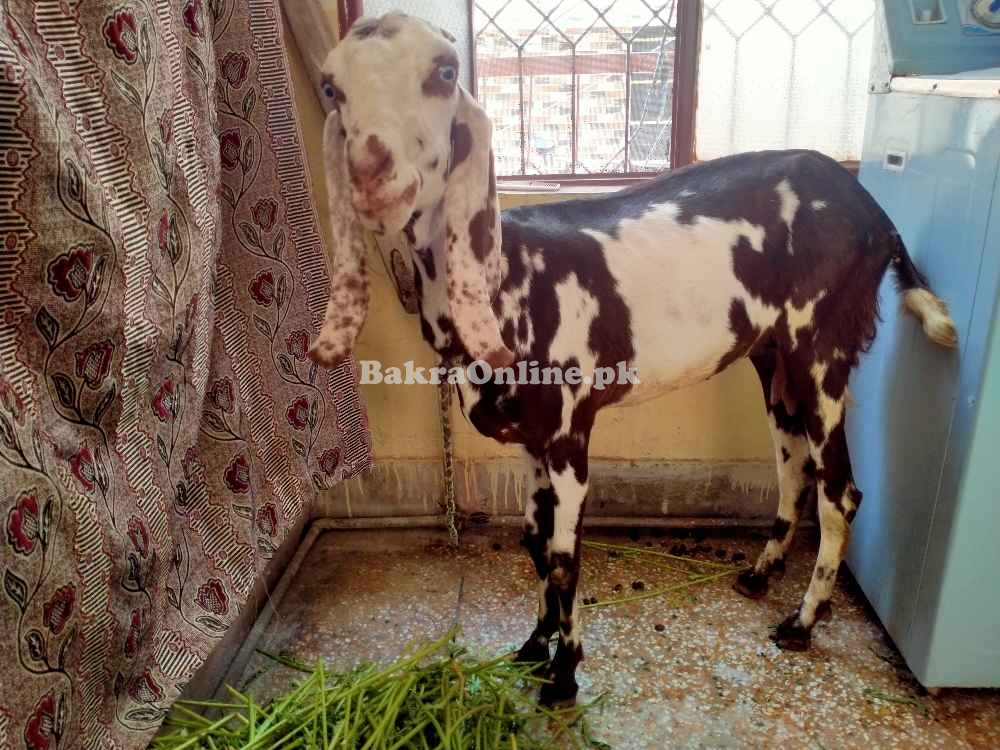 Bakri 1 year age best for qurbani
