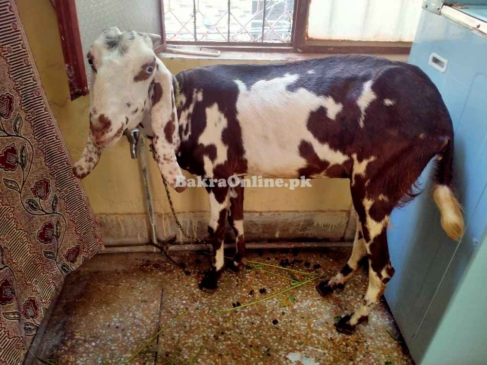 Bakri 1 year age best for qurbani