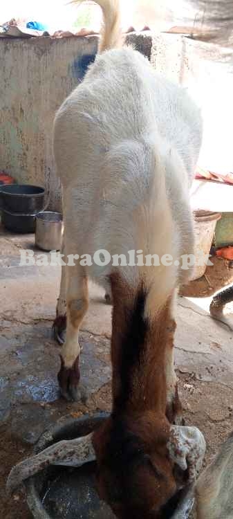 Bakre qurbani ke liye special