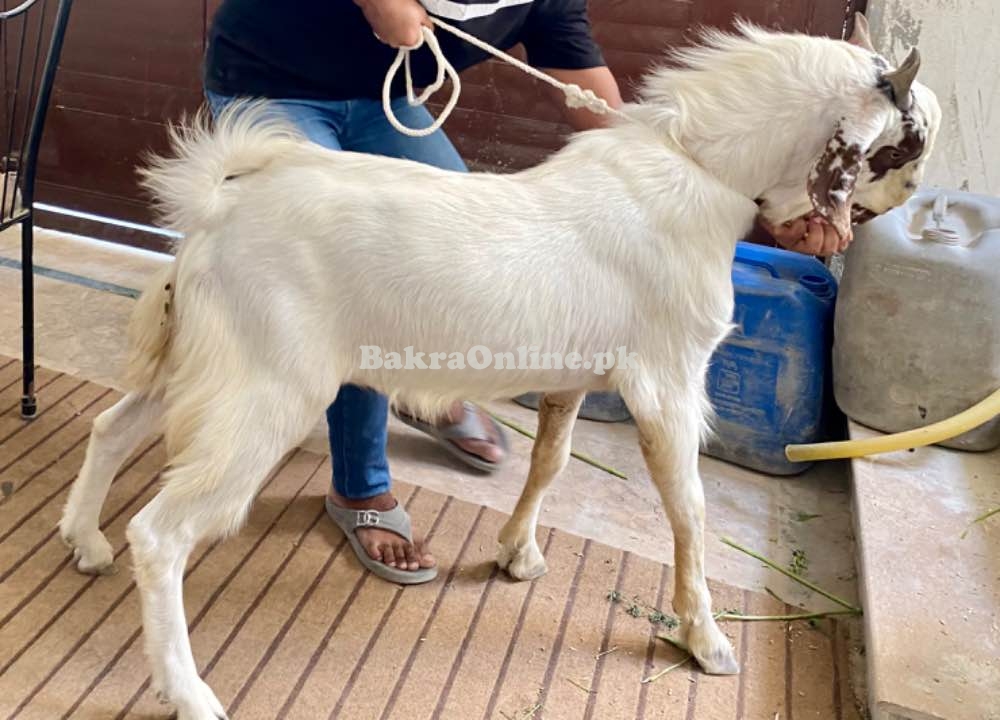 Bakra for Qurbani