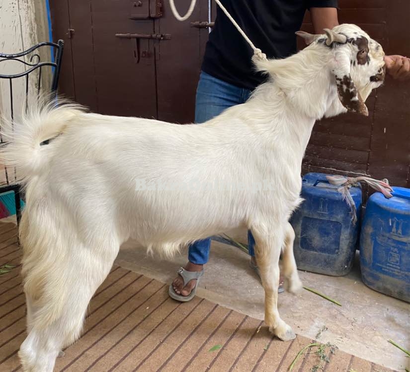 Bakra for Qurbani