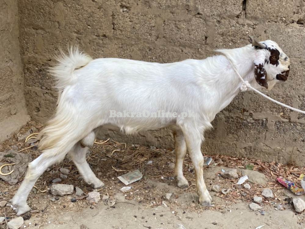 Bakra for Qurbani