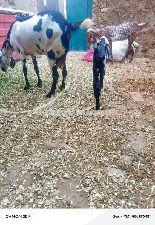 Bakri with 2 bachy sale
