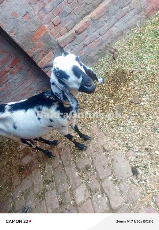 Bakri with 2 bachy sale