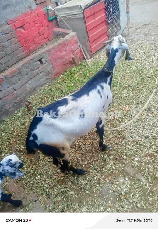 Bakri with 2 bachy sale