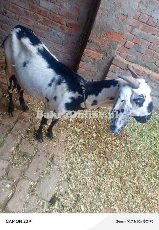 Bakri with 2 bachy sale