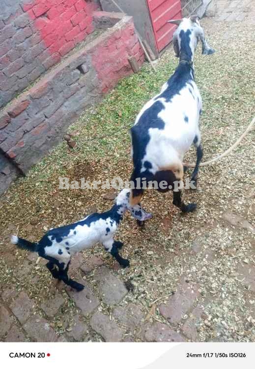 Bakri with 2 bachy sale