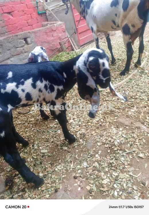 Bakri with 2 bachy sale