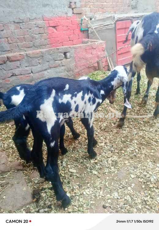 Bakri with 2 bachy sale