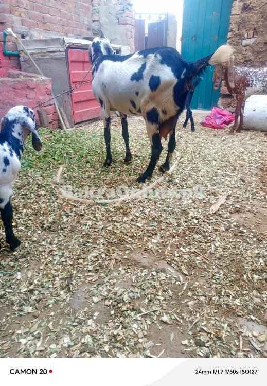 Bakri with 2 bachy sale