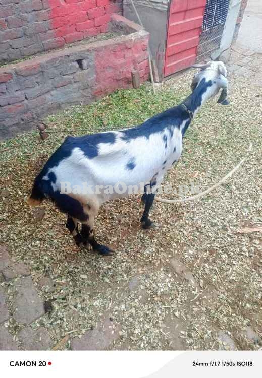 Bakri with 2 bachy sale