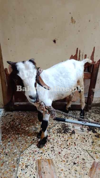 Pahari Chapar Breed Jori Goat For Sell