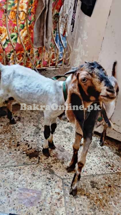 Pahari Chapar Breed Jori Goat For Sell