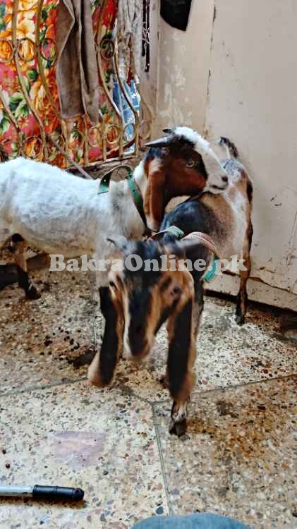 Pahari Chapar Breed Jori Goat For Sell