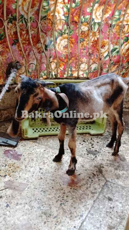 Pahari Chapar Breed Jori Goat For Sell