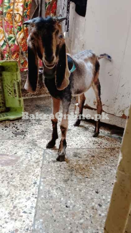 Pahari Chapar Breed Jori Goat For Sell