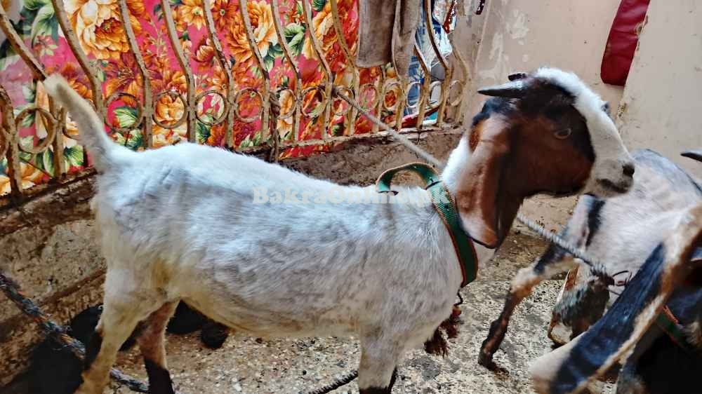 Pahari Chapar Breed Jori Goat For Sell