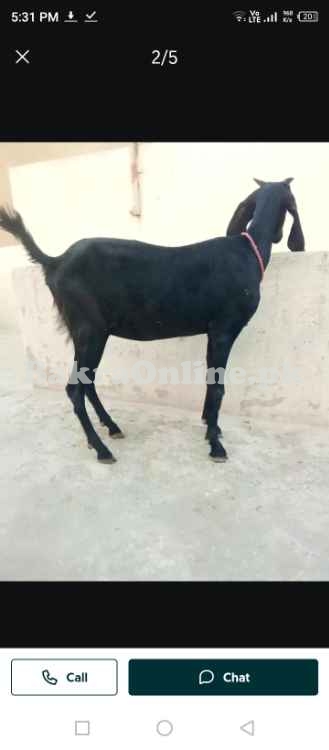 Healthy Bakra in Peshawar