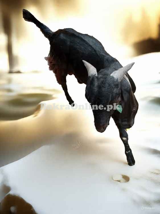 Healthy Bakra in Peshawar