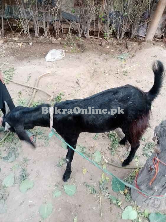 Healthy Bakra in Peshawar