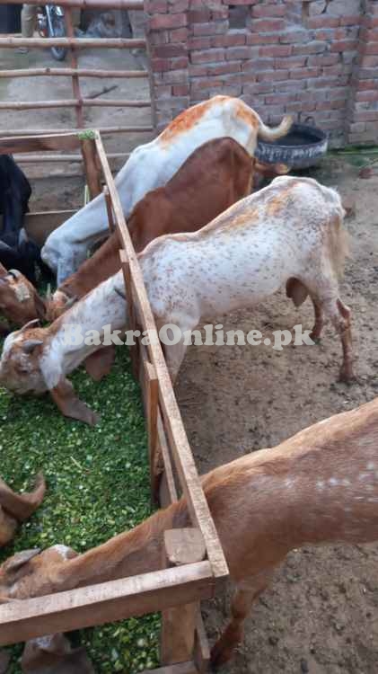 Male Goats for Sale