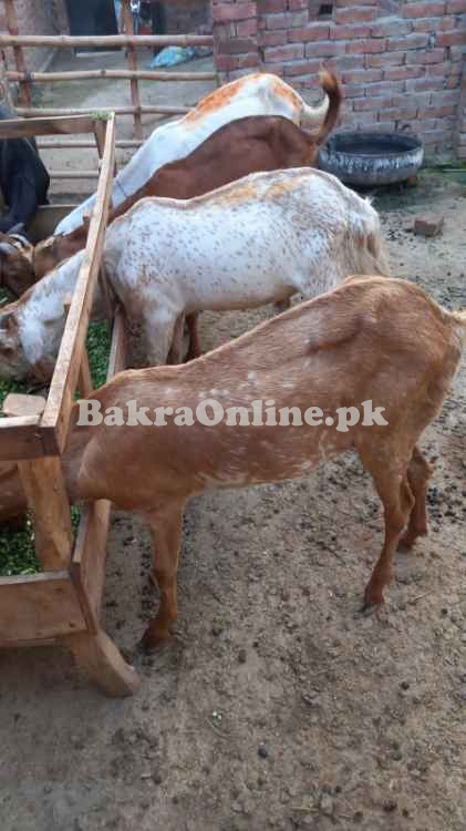 Male Goats for Sale