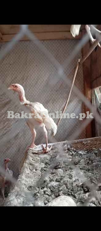 White Shamo Vaccinated Chicks