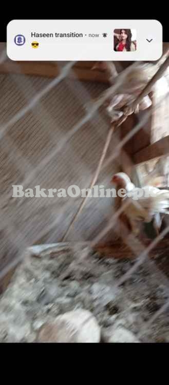 White Shamo Vaccinated Chicks