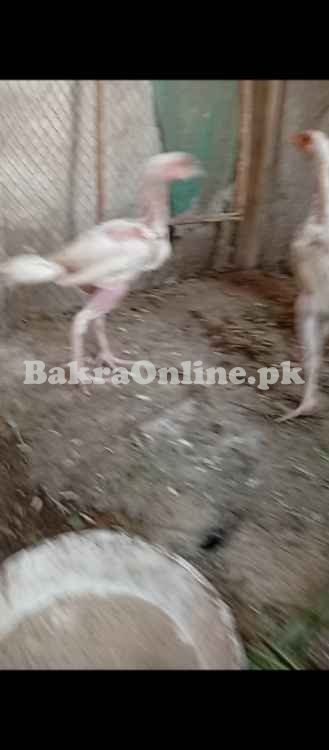 White Shamo Vaccinated Chicks