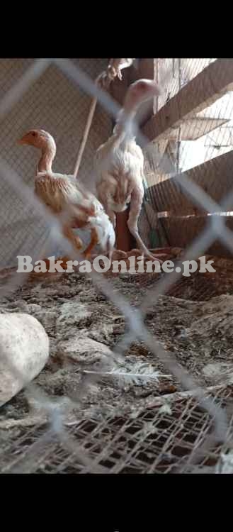 White Shamo Vaccinated Chicks