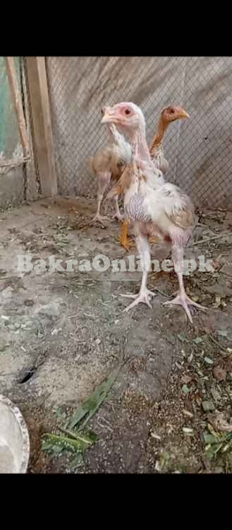 White Shamo Vaccinated Chicks
