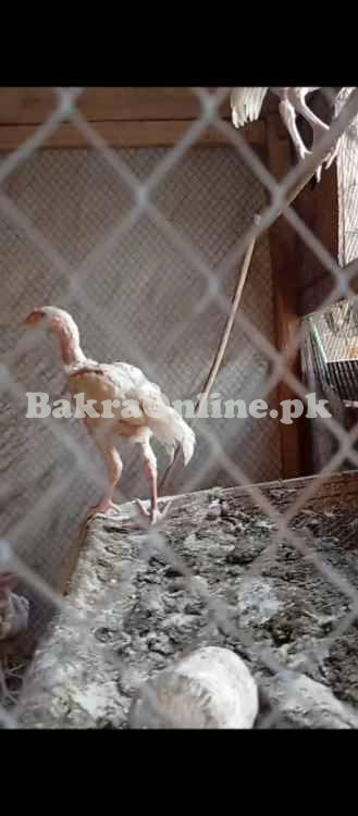 White Shamo Vaccinated Chicks