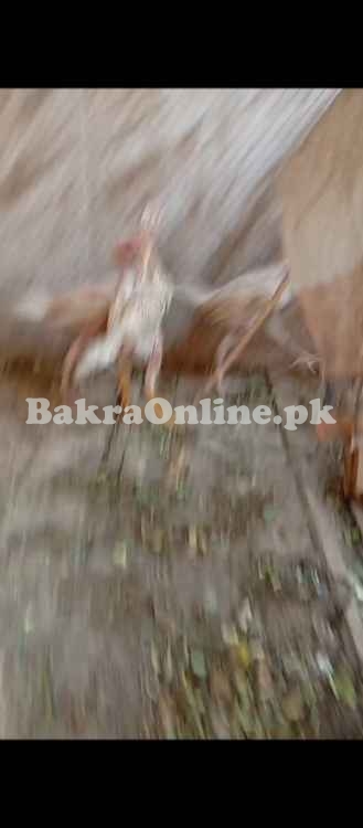 White Shamo Vaccinated Chicks