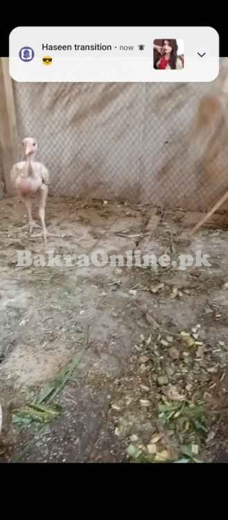 White Shamo Vaccinated Chicks
