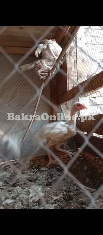 White Shamo Vaccinated Chicks