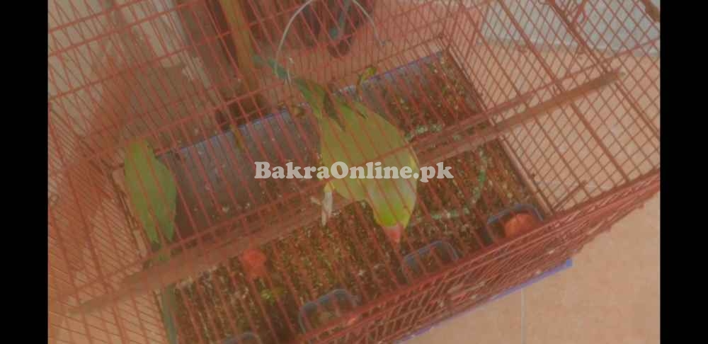 Green parrots pairs male/female