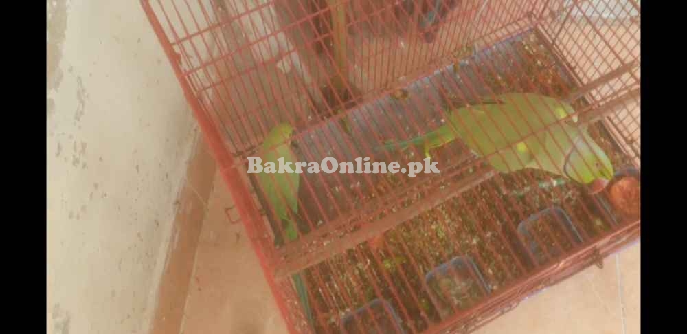Green parrots pairs male/female