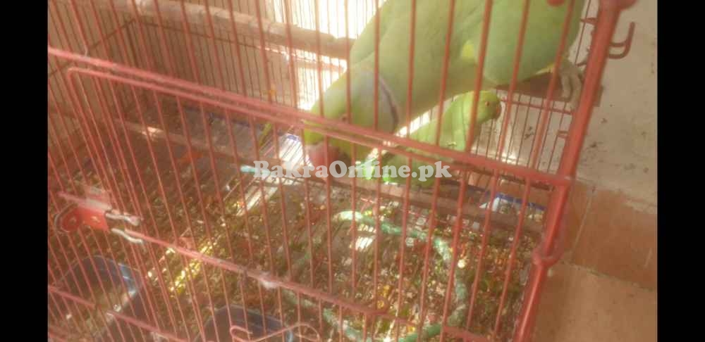 Green parrots pairs male/female
