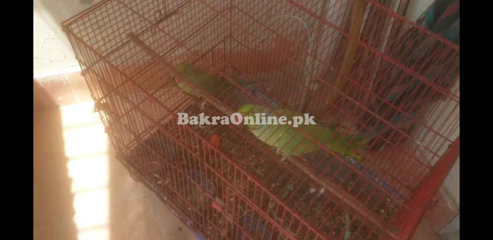 Green parrots pairs male/female