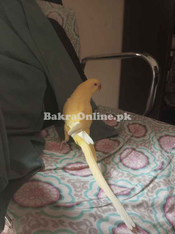 One Female Ringneck Talking Parrot