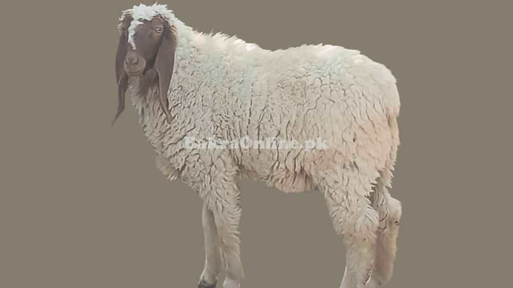 Sheep 🐑 Bahawalpuri