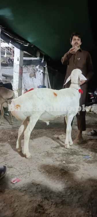 ہر قسم بھیڑ بکریاں دستیاب ہیں
