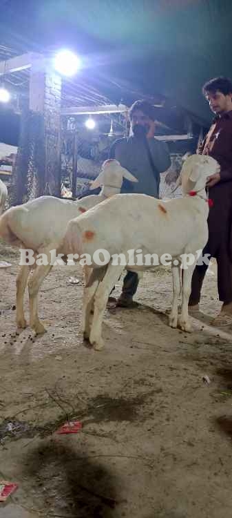 ہر قسم بھیڑ بکریاں دستیاب ہیں