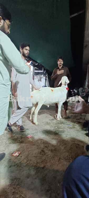 ہر قسم بھیڑ بکریاں دستیاب ہیں