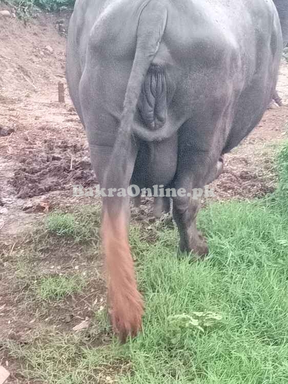 دو عدد بھینس سونے والے